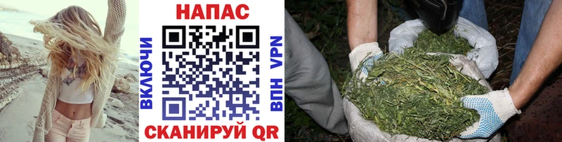 Канабис планчик  Сураж 